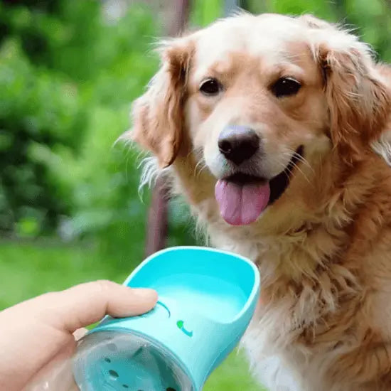 Dog Accessories Collection