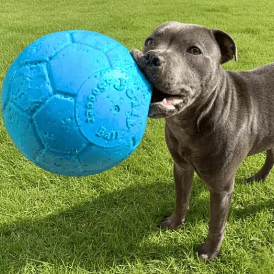 Dog Toys Collection
