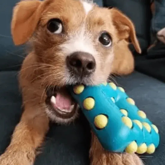 Toys & Accessories Collection