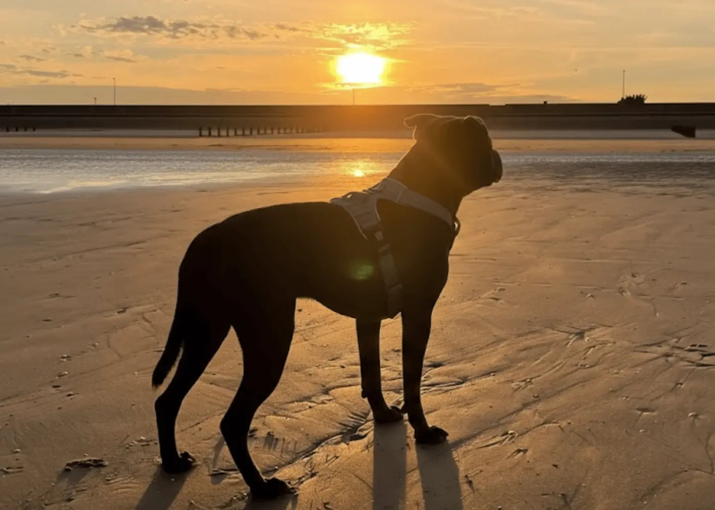 Dogtropolis About Us