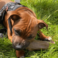 Buffalo Ear for Dogs