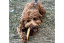 Dogtropolis Bulls Pizzle