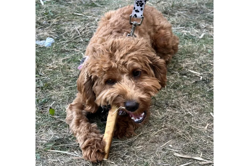 Dogtropolis Bulls Pizzle