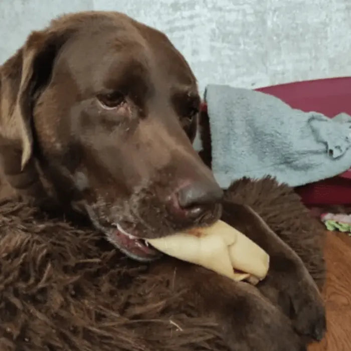 Dog with Bully Roll