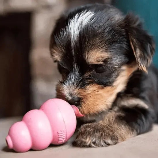 Canine Enrichment Collection