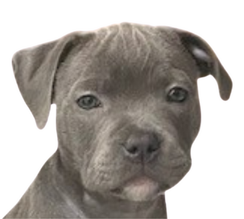 Chief-Puppy-Tester-at-Dogtropolis