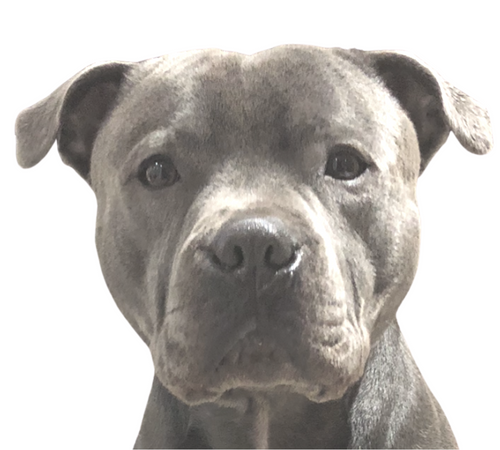 Chief-Toy-Tester-at-Dogtropolis