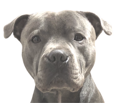 Chief-Toy-Tester-at-Dogtropolis