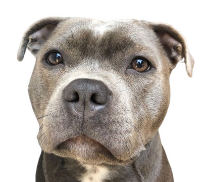 Chief-Treat-Tester-at-Dogtropolis
