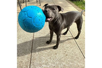 Staffie with Jolly Ball