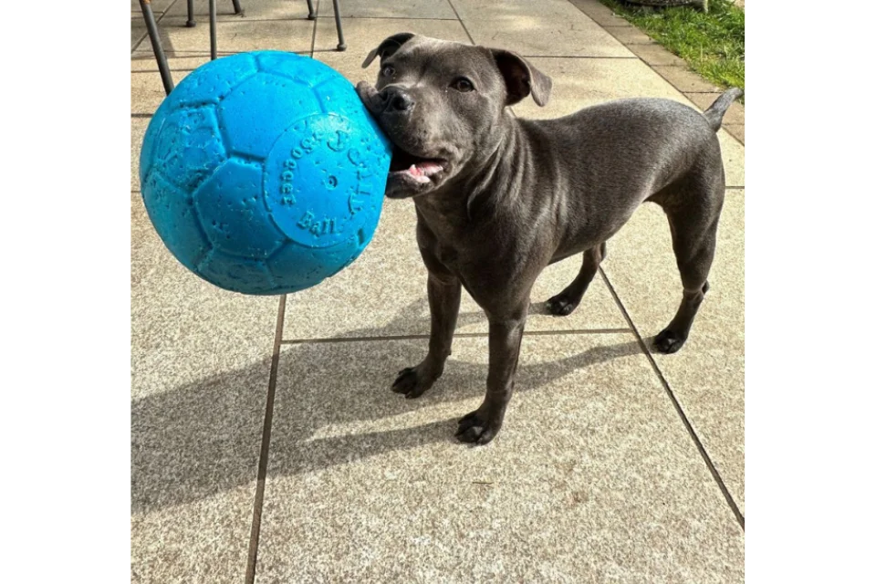Staffie with Jolly Ball