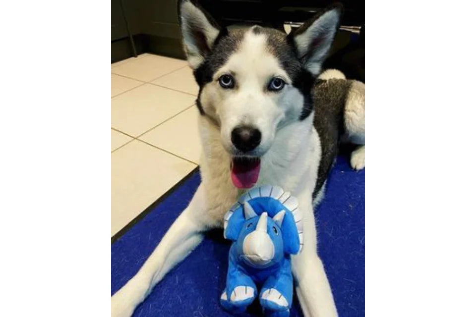 Dog with Sustainapaws Dino