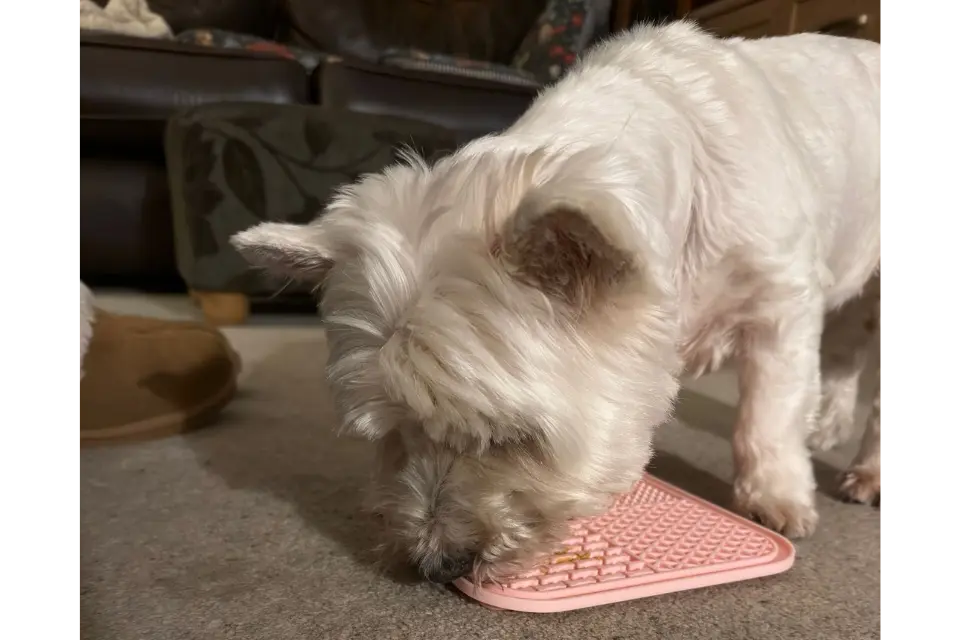 Customer with Lick Mat