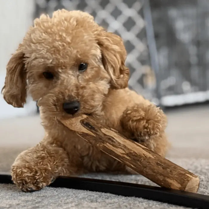 Customer with Olive Wood