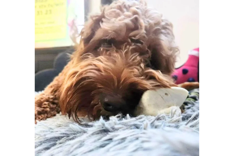 Customer with Puffed Pig Snout