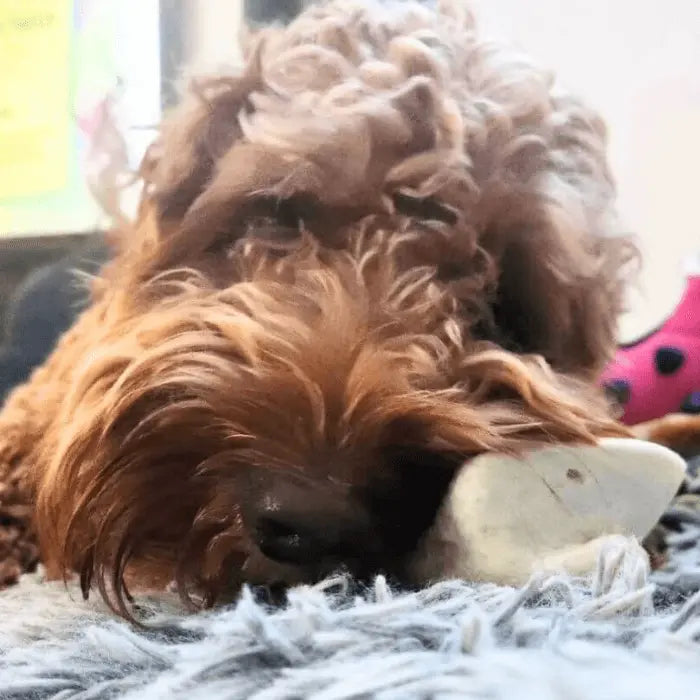Dog with Puffed Pig Snout