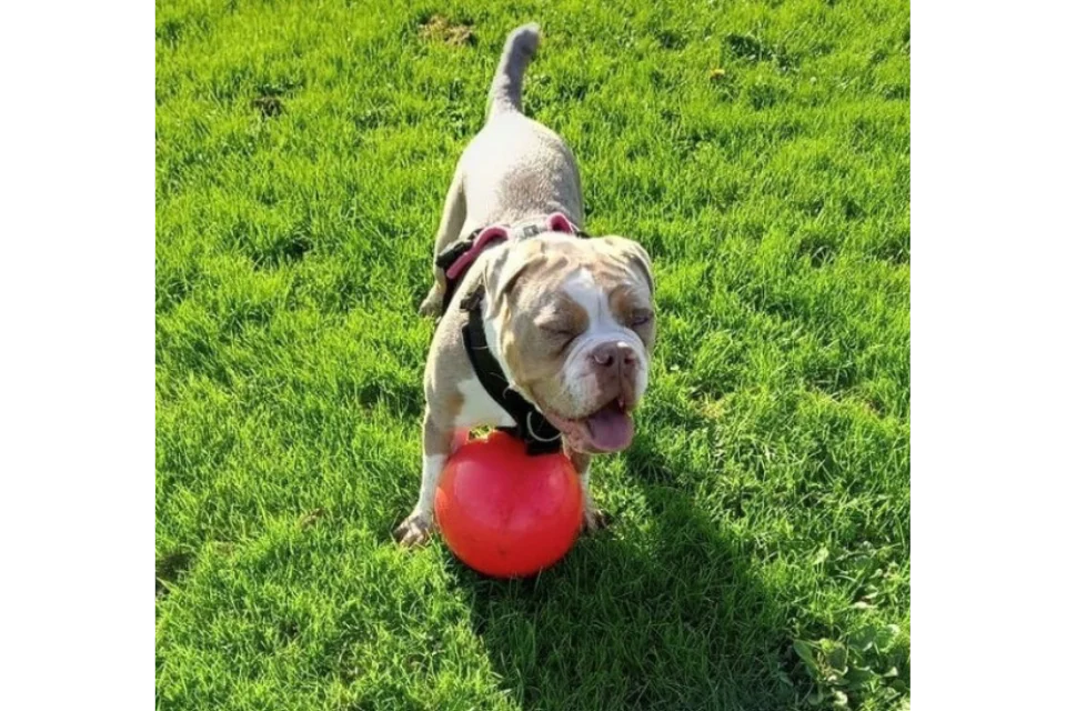 Boomer ball 10 sales inch