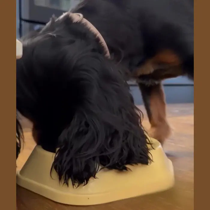 Customer with Slow Feeder Bowl