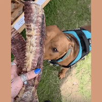 Dog with Large Trachea