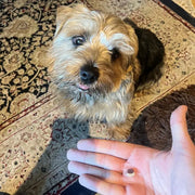Customer with Veggie Training Treat