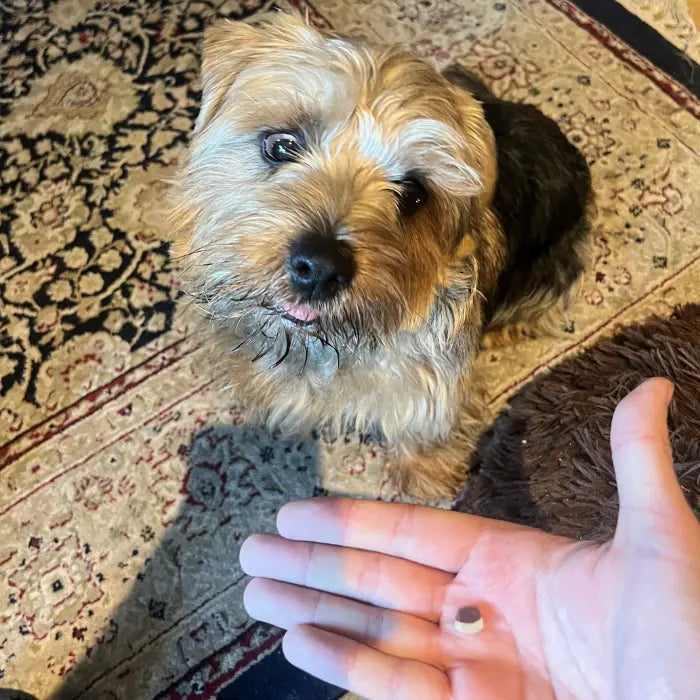 Customer with Veggie Training Treat