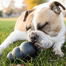 Dog with KONG Extreme