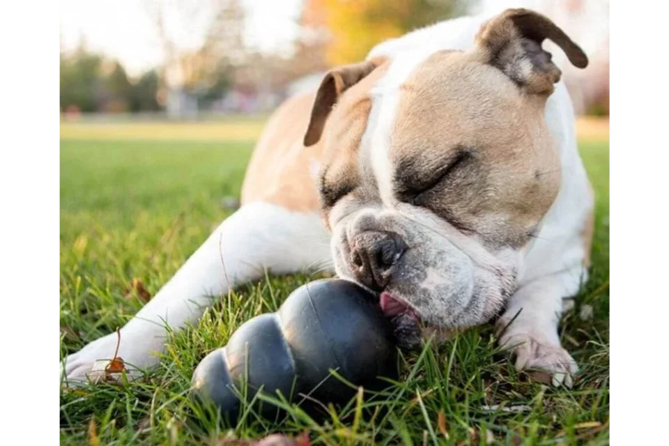 Dog Playing with KONG® Extreme