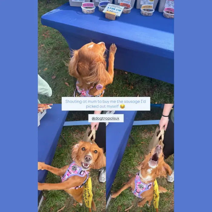 Dog Shouting for Dogtopolis Treats