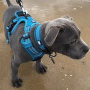 Dog in Truelove Harness & Collar