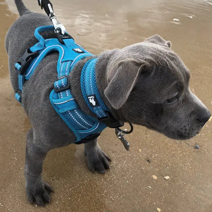 Dog in Truelove Harness & Collar
