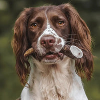 Dog with Antler Chew