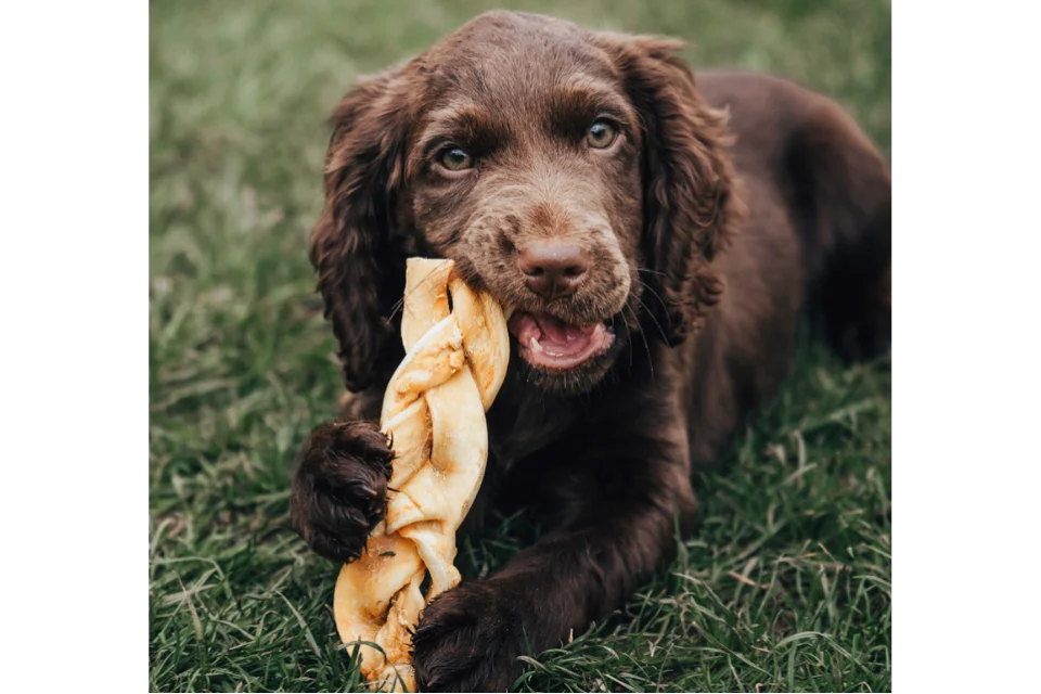 Dog with Braided Beef Skin Medium