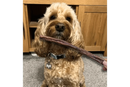 Dog with Beef Jerky Straw