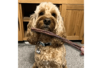 Dog with Beef Jerky Straw