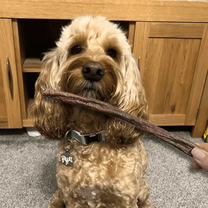 Dog with Beef Jerky Straw