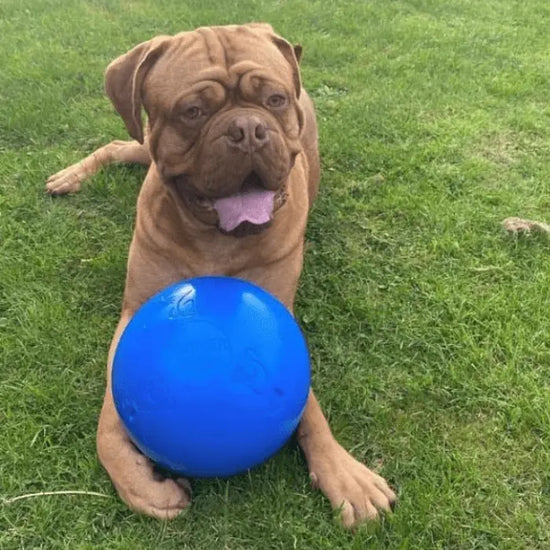 Dog with Blue Boomer Ball