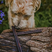 Dog with Buffalo Collagen Cigar