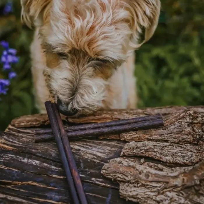Dog with Buffalo Collagen Cigar