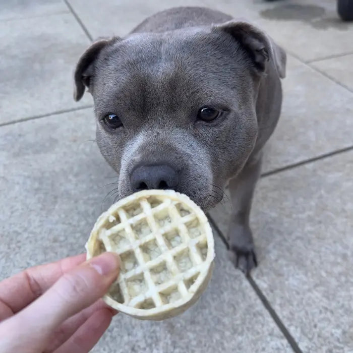 Dog with Buffalo Collagen Waffle