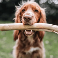 Dog with Bully Roll Large