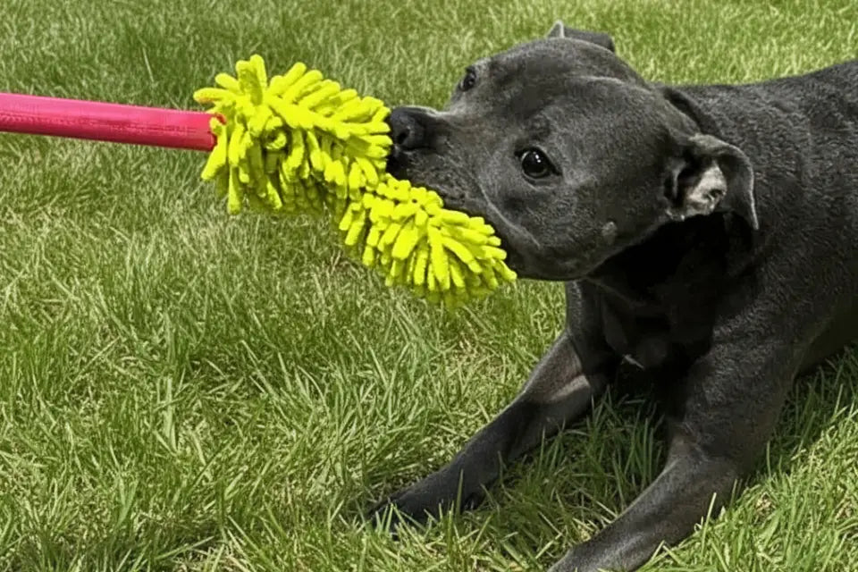 Product Tester with Bungee Toy