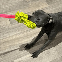 Product Tester with Bungee Dog Toy