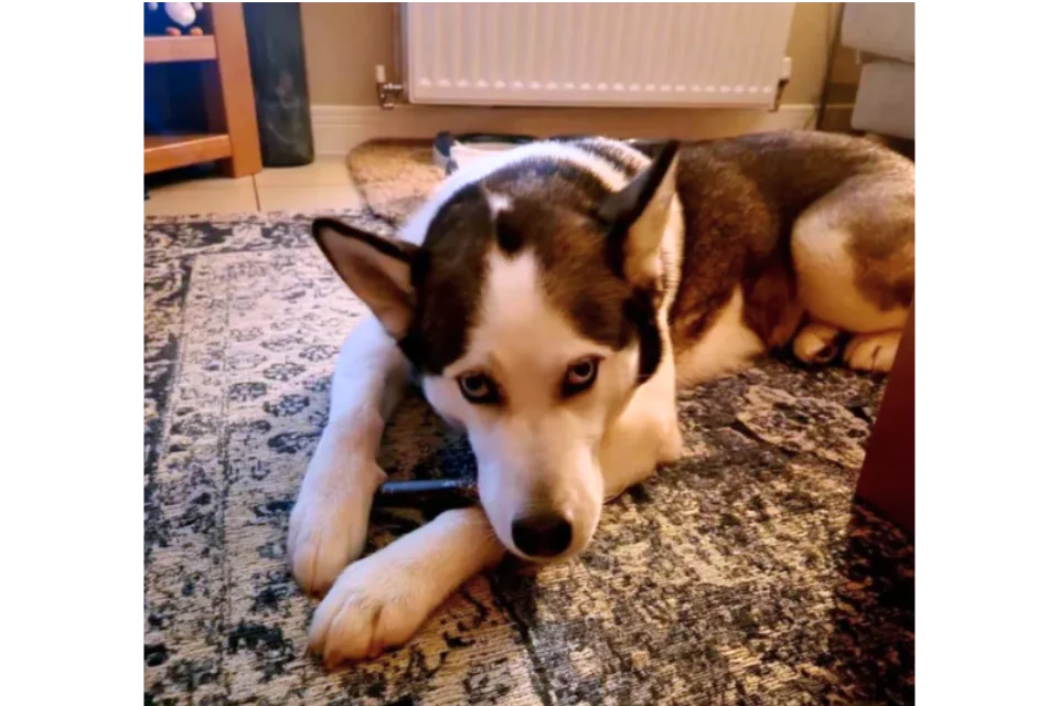 Dog with Deer Skin