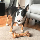 Dog with Dino Bone