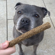 Dog with Dogtropolis Jumbo Sausage