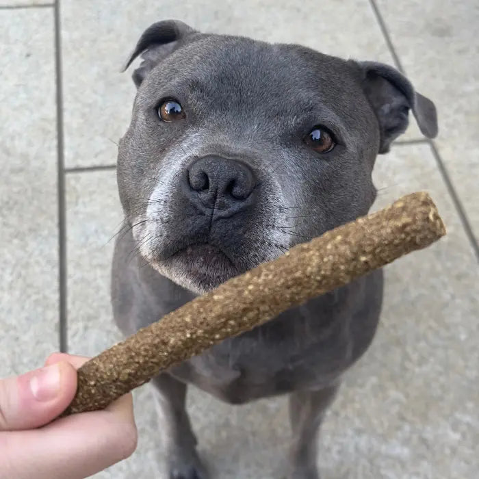 Dog with Dogtropolis Jumbo Sausage