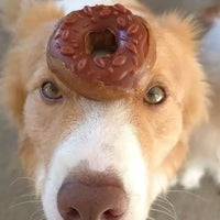 Dog with Donut