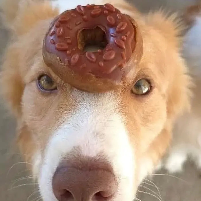 Dog with Donut