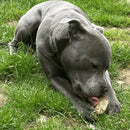 Dog with Meat Filled Hoof