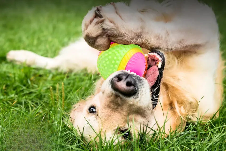 Dog with Five Senses Dog Ball